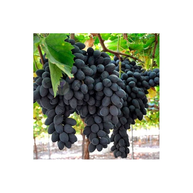 Parra Autumn Royal 5 Parra Autumn Royal - Imagen 3