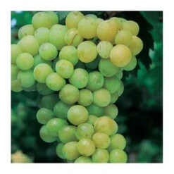 Parra Moscatel Alejandria