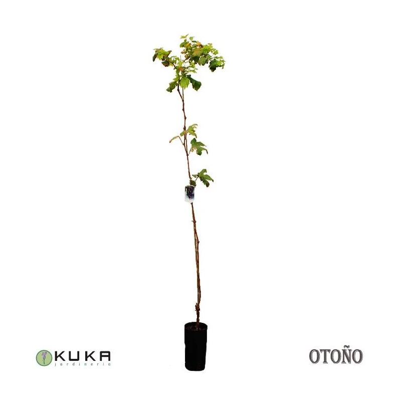 Parra Moscatel De Hamburgo 3 Parra Moscatel De Hamburgo