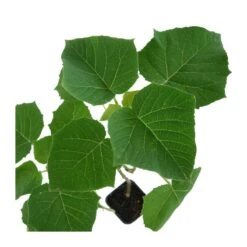 Paulownia Cotevisa 2 7 Paulownia Cotevisa 2 -Suministros De Jardineria Ventas 2024 paulownia cotevisa 2 1