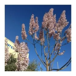 Paulownia Cotevisa 2 9 Paulownia Cotevisa 2 -Suministros De Jardineria Ventas 2024 paulownia cotevisa 2 3