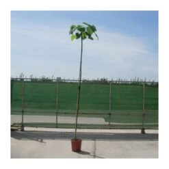 Paulownia Imperialis Tomentosa -Suministros De Jardineria Ventas 2024 paulownia imperialis tomentosa 1