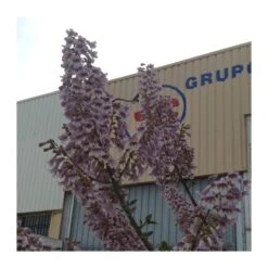 Paulownia Imperialis Tomentosa -Suministros De Jardineria Ventas 2024 paulownia imperialis tomentosa 3