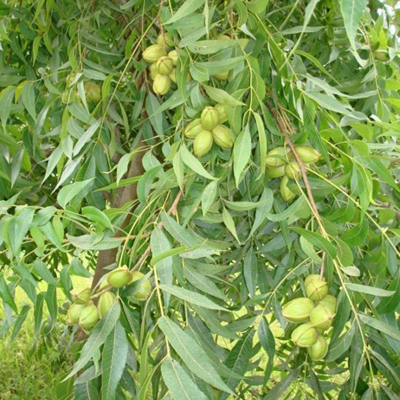 Pecano Mahan 4 Pecano Mahan - Imagen 2