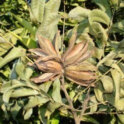 Pecano Mahan 7 Pecano Mahan -Suministros De Jardineria Ventas 2024 pecano mahan 2