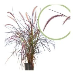 Pennisetum Setaceum Rubrum -Suministros De Jardineria Ventas 2024 pennisetum setaceum rubrum 1