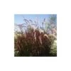 Pennisetum Setaceum Rubrum 2 Pennisetum Setaceum Rubrum -Suministros De Jardineria Ventas 2024 pennisetum setaceum rubrum