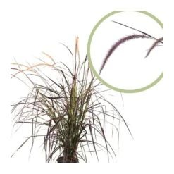 Pennisetum Setaceum Rubrum -Suministros De Jardineria Ventas 2024 pennisetum setaceum rubrum 2