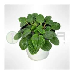 Peperomia Albiflora Rana Verde -Suministros De Jardineria Ventas 2024 peperomia albiflora rana verde 1