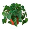 Peperomia Albiflora Rana Verde -Suministros De Jardineria Ventas 2024 peperomia albiflora rana verde