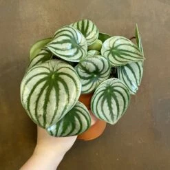 Peperomia Argyreia -Suministros De Jardineria Ventas 2024 peperomia argyreia 1