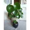 Peperomia Polybotrya Raindrio 1 Peperomia Polybotrya Raindrio -Suministros De Jardineria Ventas 2024 peperomia polybotrya raindrio