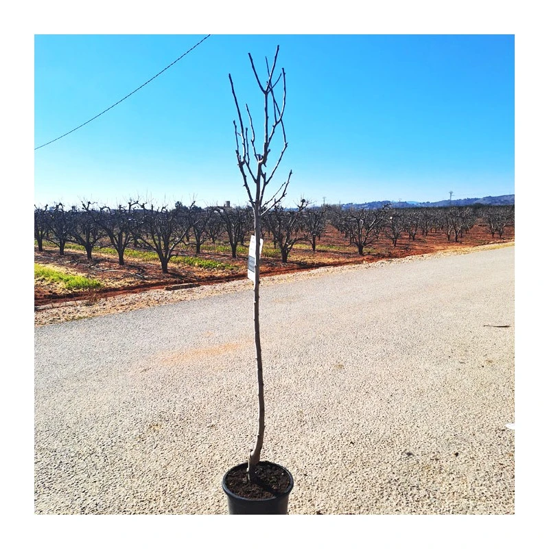 Peral Alejandrina 4 Peral Alejandrina - Imagen 2