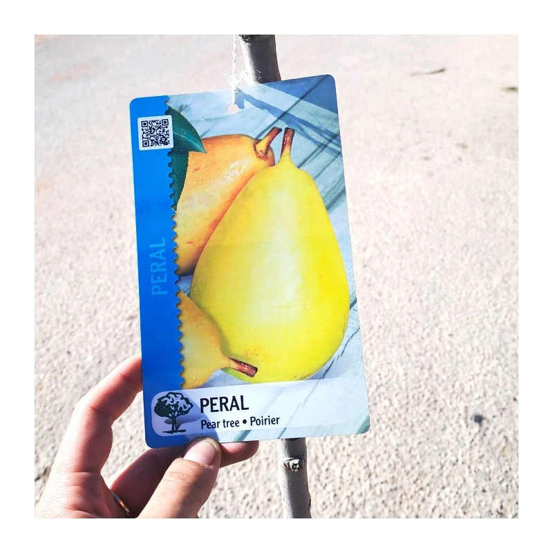 Peral Alejandrina 3 Peral Alejandrina