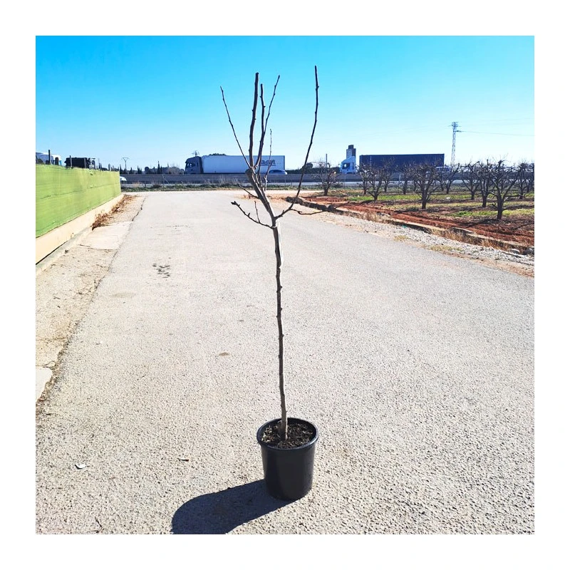 Peral Castell 4 Peral Castell - Imagen 2