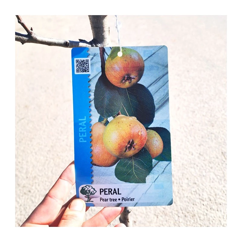 Peral Castell 3 Peral Castell