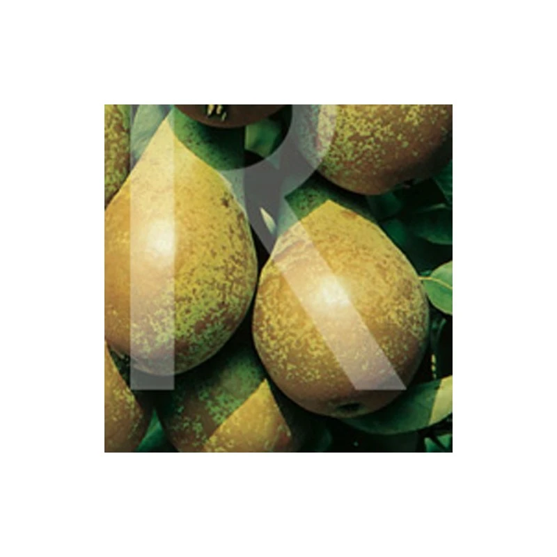 Peral Conferencia 3 Peral Conferencia