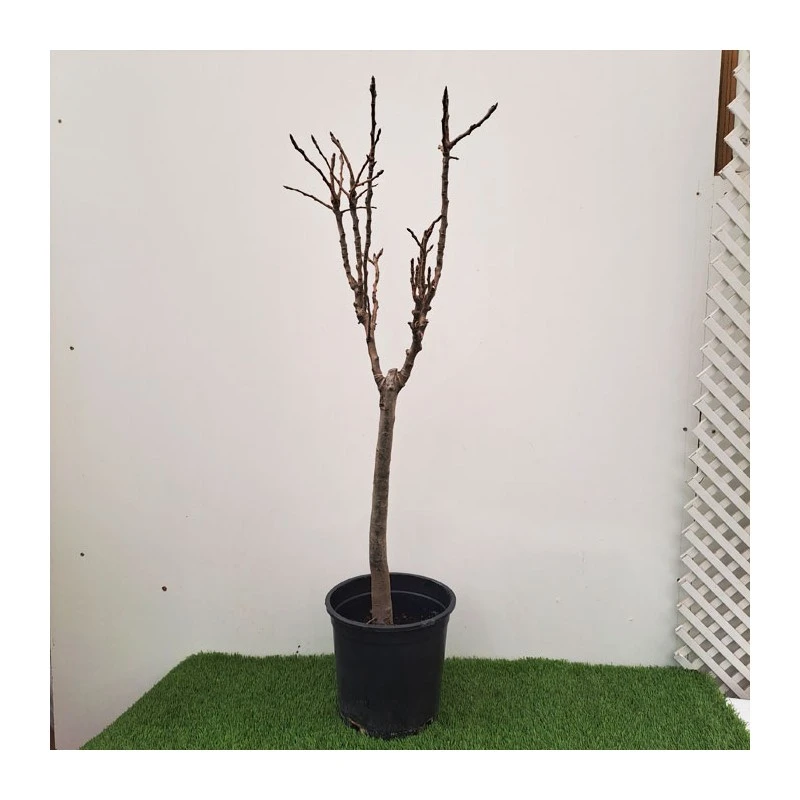 Peral Enano 4 Peral Enano - Imagen 2