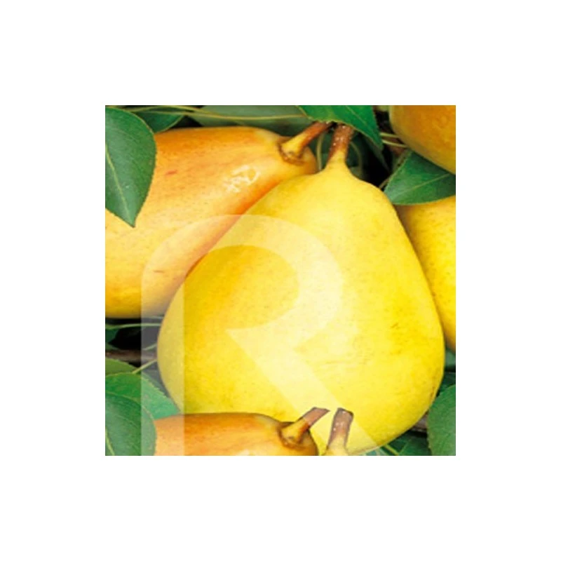 Peral Enano 3 Peral Enano