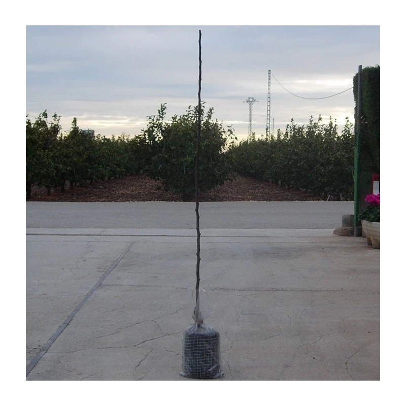 Peral Moretini 4 Peral Moretini - Imagen 2