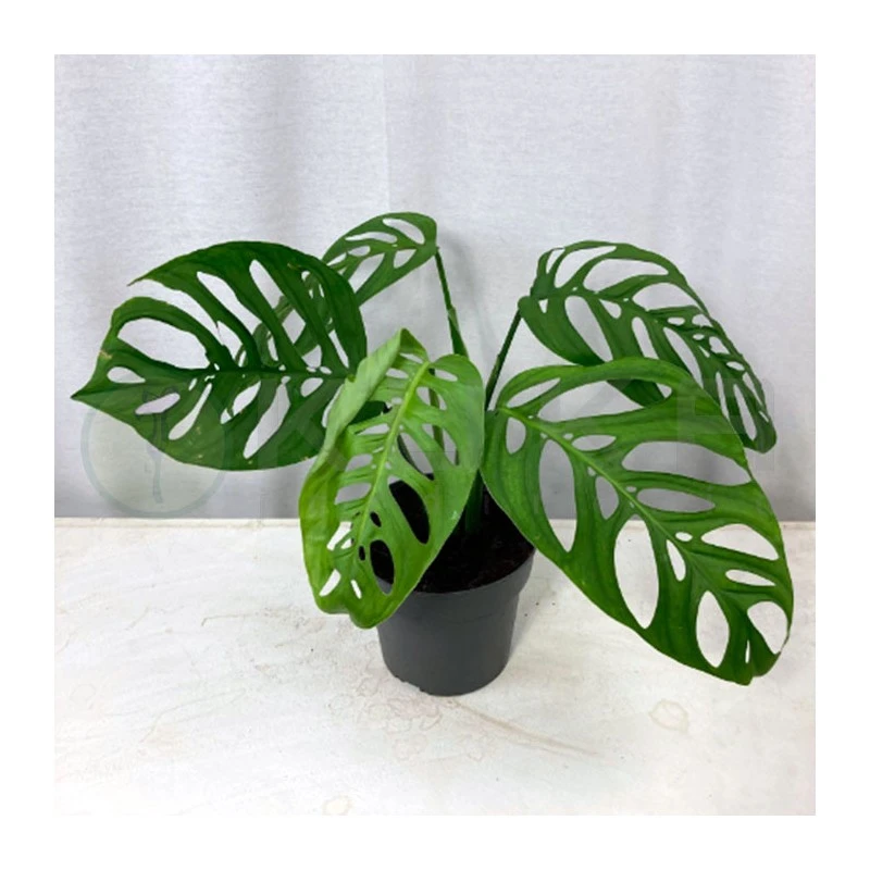 Philodendro Esqueleto 3 Philodendro Esqueleto