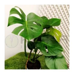 Monstera Deliciosa -Suministros De Jardineria Ventas 2024 philodendro monstera deliciosa 1
