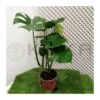 Monstera Deliciosa 2 Monstera Deliciosa -Suministros De Jardineria Ventas 2024 philodendro monstera deliciosa