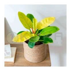 Philodendro Moonlight -Suministros De Jardineria Ventas 2024 philodendro moonlight 1