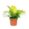 Philodendro Moonlight -Suministros De Jardineria Ventas 2024 philodendro moonlight