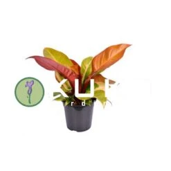 Philodendro Prince Of Orange -Suministros De Jardineria Ventas 2024 philodendro prince of orange 1