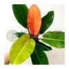 Philodendro Prince Of Orange -Suministros De Jardineria Ventas 2024 philodendro prince of orange