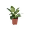 Philodendron White Wave 1 Philodendron White Wave -Suministros De Jardineria Ventas 2024 philodendron white measure