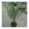 Phoenix Dactylifera EJEMPLAR -Suministros De Jardineria Ventas 2024 phoenix dactylifera