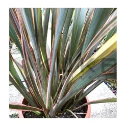 Phormium Tenax Sundowner -Suministros De Jardineria Ventas 2024 phormium tenax sundowner 1