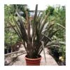 Phormium Tenax Sundowner -Suministros De Jardineria Ventas 2024 phormium tenax sundowner
