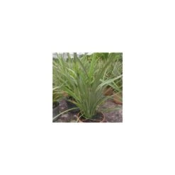 Phormium Tenax Verde