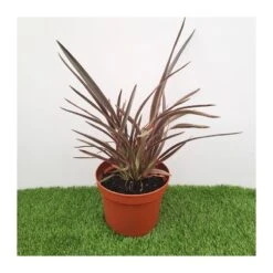 Phormium Pink Stripe -Suministros De Jardineria Ventas 2024 phornium pink stripe 1