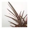 Phormium Pink Stripe -Suministros De Jardineria Ventas 2024 phornium pink stripe