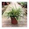 Phormium Tenax Variegata -Suministros De Jardineria Ventas 2024 phornium tenax variegata