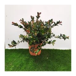 Photinia Nana Little Robbins -Suministros De Jardineria Ventas 2024 photinia nana little robins 1