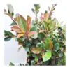 Photinia Nana Little Robbins 2 Photinia Nana Little Robbins -Suministros De Jardineria Ventas 2024 photinia nana little robins