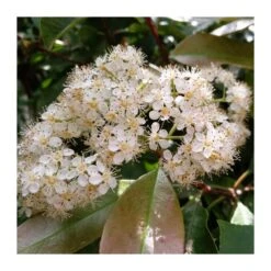 Photinia Red Robin 7 Photinia Red Robin -Suministros De Jardineria Ventas 2024 photinia red robin 1