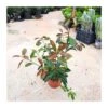 Photinia Red Robin -Suministros De Jardineria Ventas 2024 photinia red robin