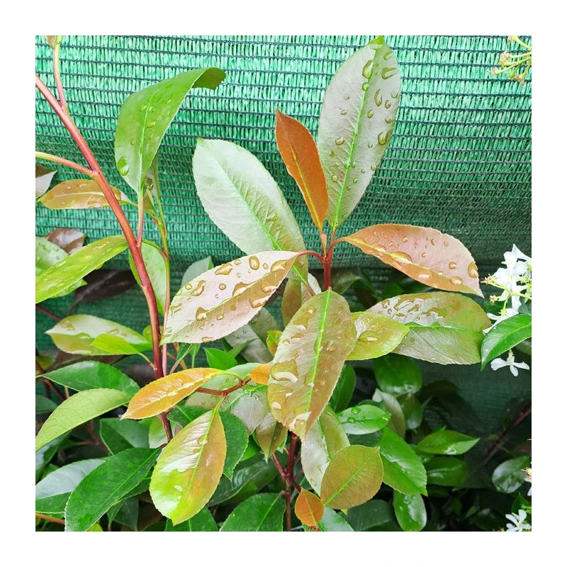 Photinia Red Robin 5 Photinia Red Robin - Imagen 3
