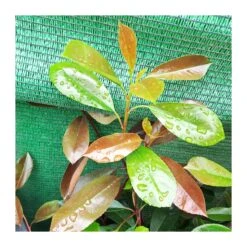 Photinia Red Robin 9 Photinia Red Robin -Suministros De Jardineria Ventas 2024 photinia red robin 3