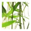 Phyllostachys Bisettii 2 Phyllostachys Bisettii -Suministros De Jardineria Ventas 2024 phyllostachys bisettii