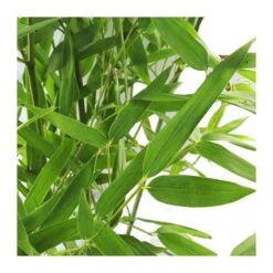 Phyllostachys Bisettii 8 Phyllostachys Bisettii -Suministros De Jardineria Ventas 2024 phyllostachys bisettii 2