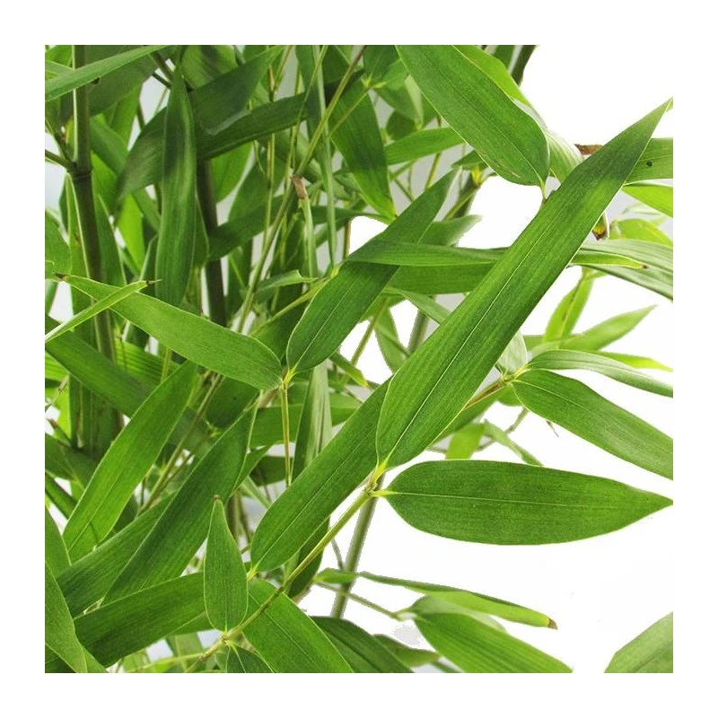 Phyllostachys Bisettii 5 Phyllostachys Bisettii - Imagen 3