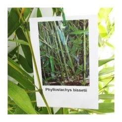 Phyllostachys Bisettii 9 Phyllostachys Bisettii -Suministros De Jardineria Ventas 2024 phyllostachys bisettii 3