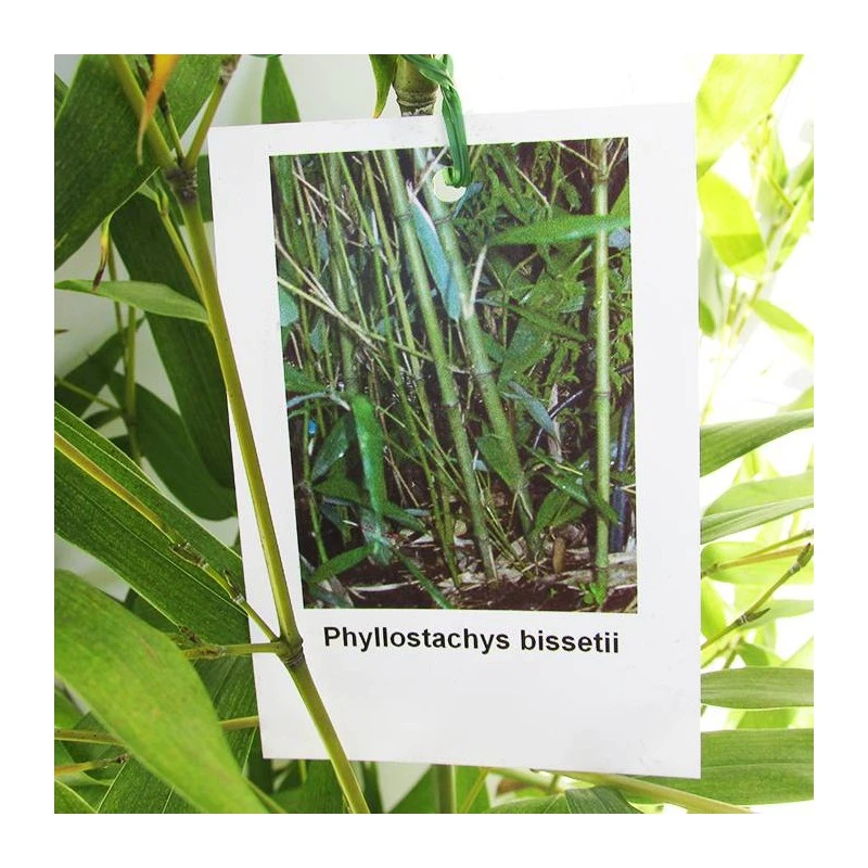 Phyllostachys Bisettii 6 Phyllostachys Bisettii - Imagen 4